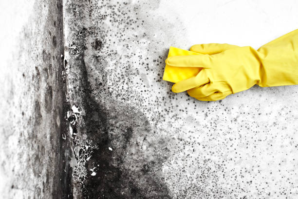 Best Commercial Mold Removal  in Lebanon Junction, KY