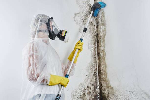 Best Commercial Mold Removal  in Lebanon Junction, KY