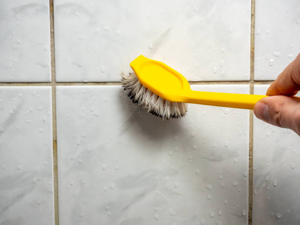 Best Mold Removal Near Me  in Lebanon Junction, KY