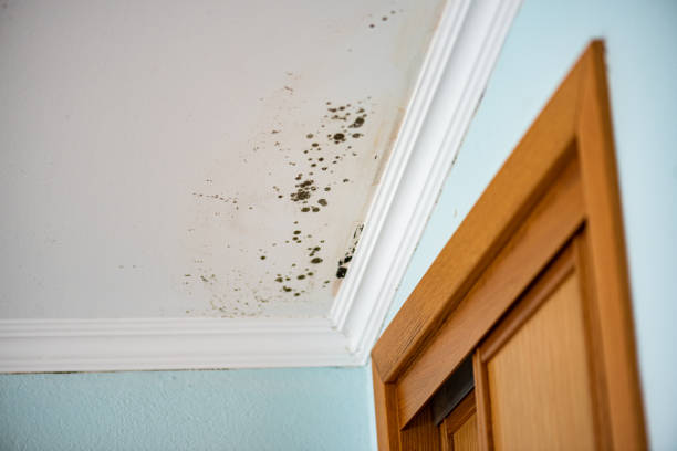Best Mold Remediation  in Lebanon Junction, KY