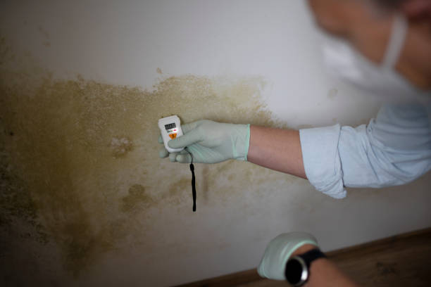 Best Local Mold Removal Service  in Lebanon Junction, KY