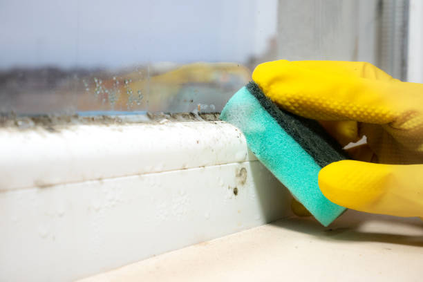 Best Mold Removal Process  in Lebanon Junction, KY