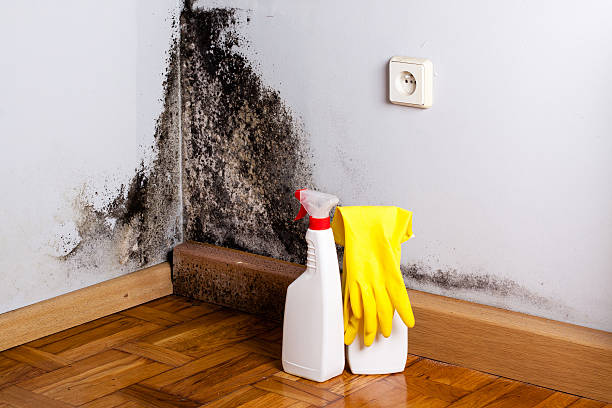 Best Office Mold Removal Services  in Lebanon Junction, KY