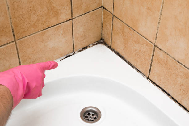 Certified Mold Removal in Lebanon Junction, KY